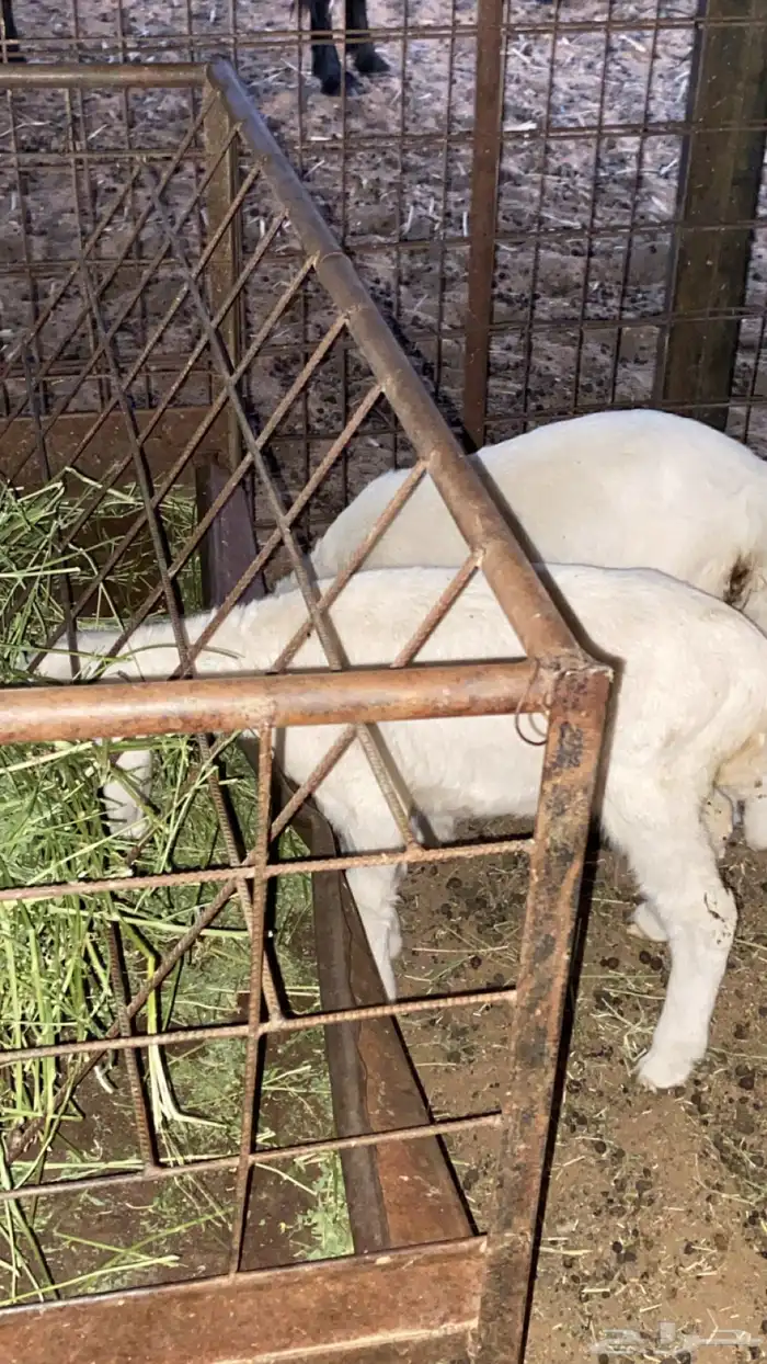 حريه معها اثنين 0