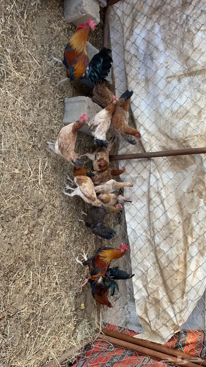 دجاج بلدي للبيع 1
