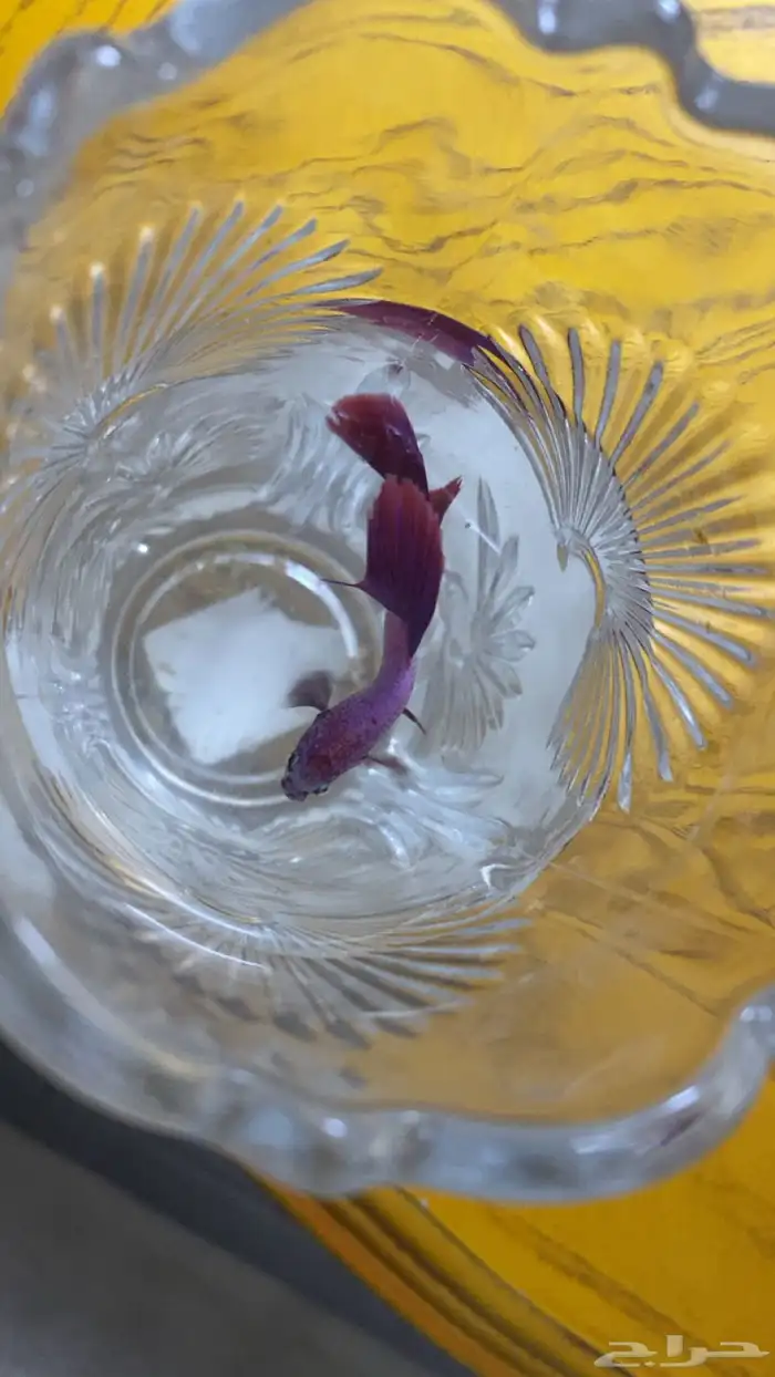 سمكه فايتر واكلها 0