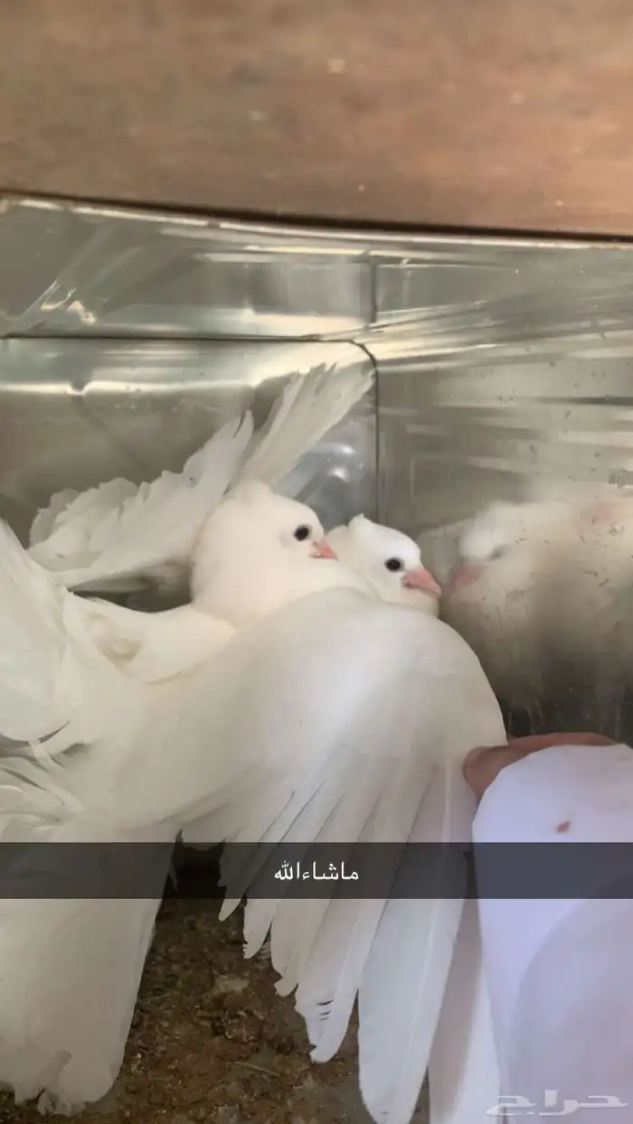 حمام رقاص 10