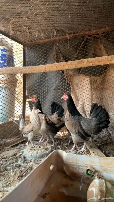 ماشاءالله تبارك الله اعرض لكم دجاجتين عربي اصلي 0