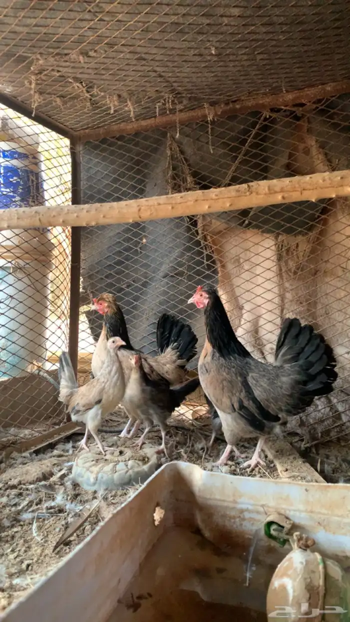 ماشاءالله تبارك الله اعرض لكم دجاجتين عربي اصلي 0