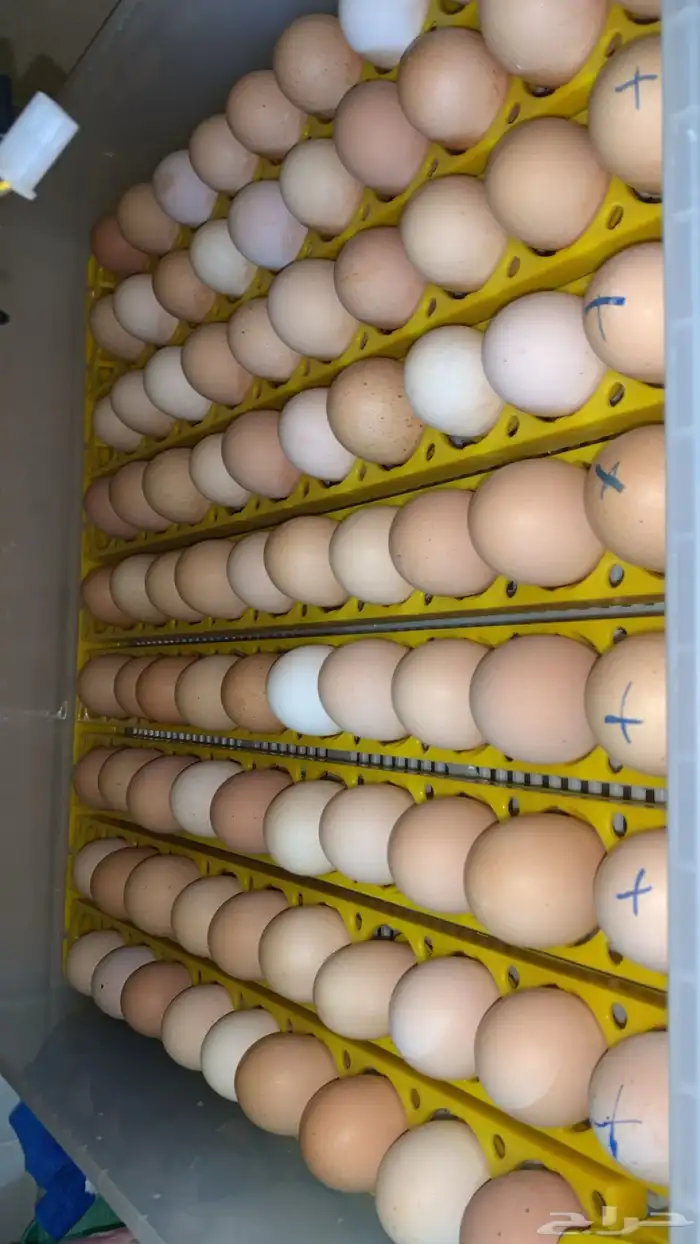 فروخ براهما كولومبي لايت سلالة اصيلة 7