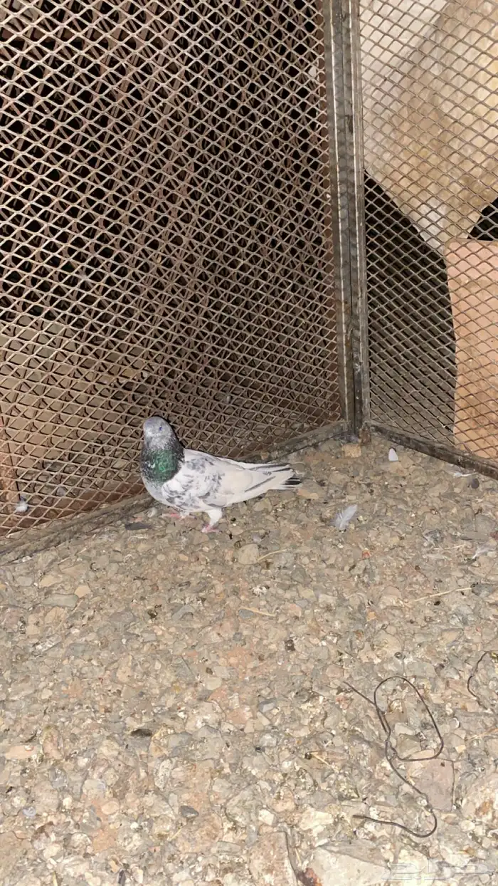 حمام بكستاني 0