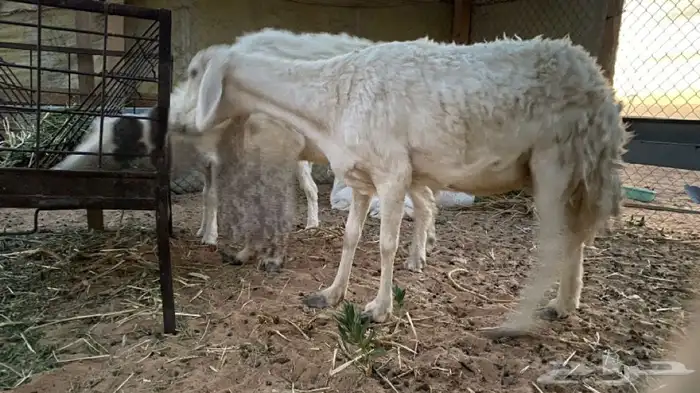 حريه معها اثنين 1