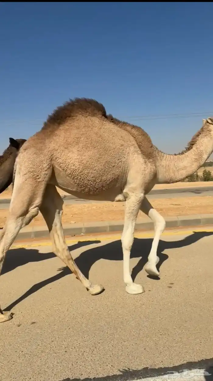 بكره مفرودة 0