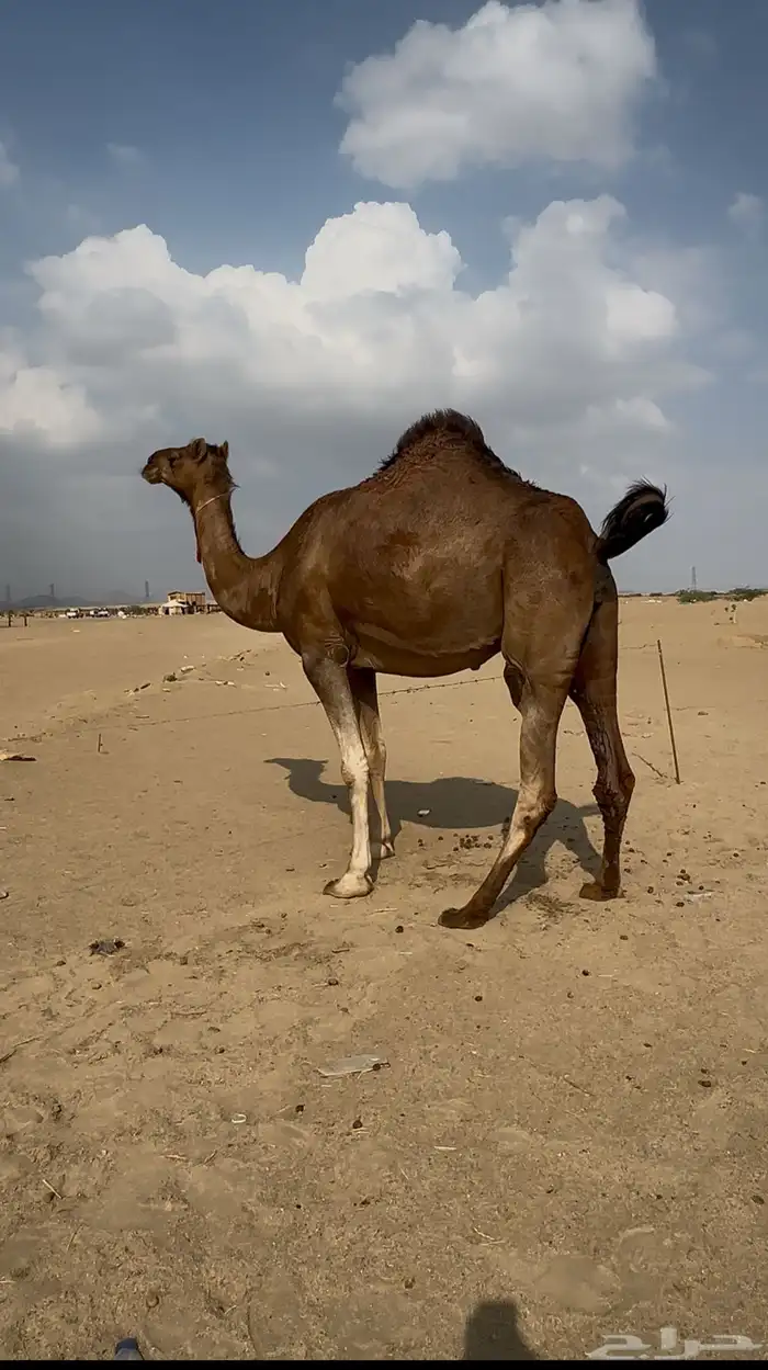 بكره ساحليه فرديه كفو 2