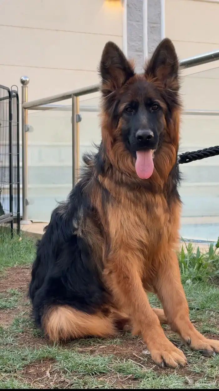 كلب جيرمن شيبرد 0