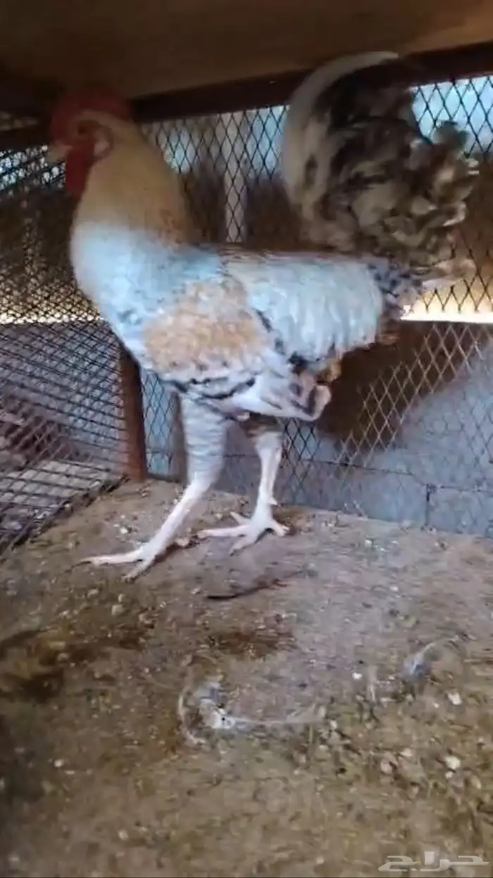 دجاج حمام 11
