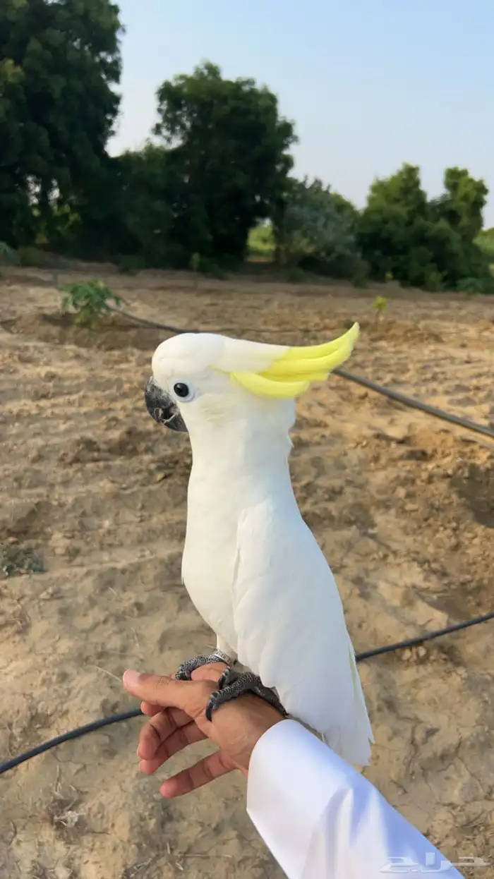 ببغاء كوكاتو ترايتون 3