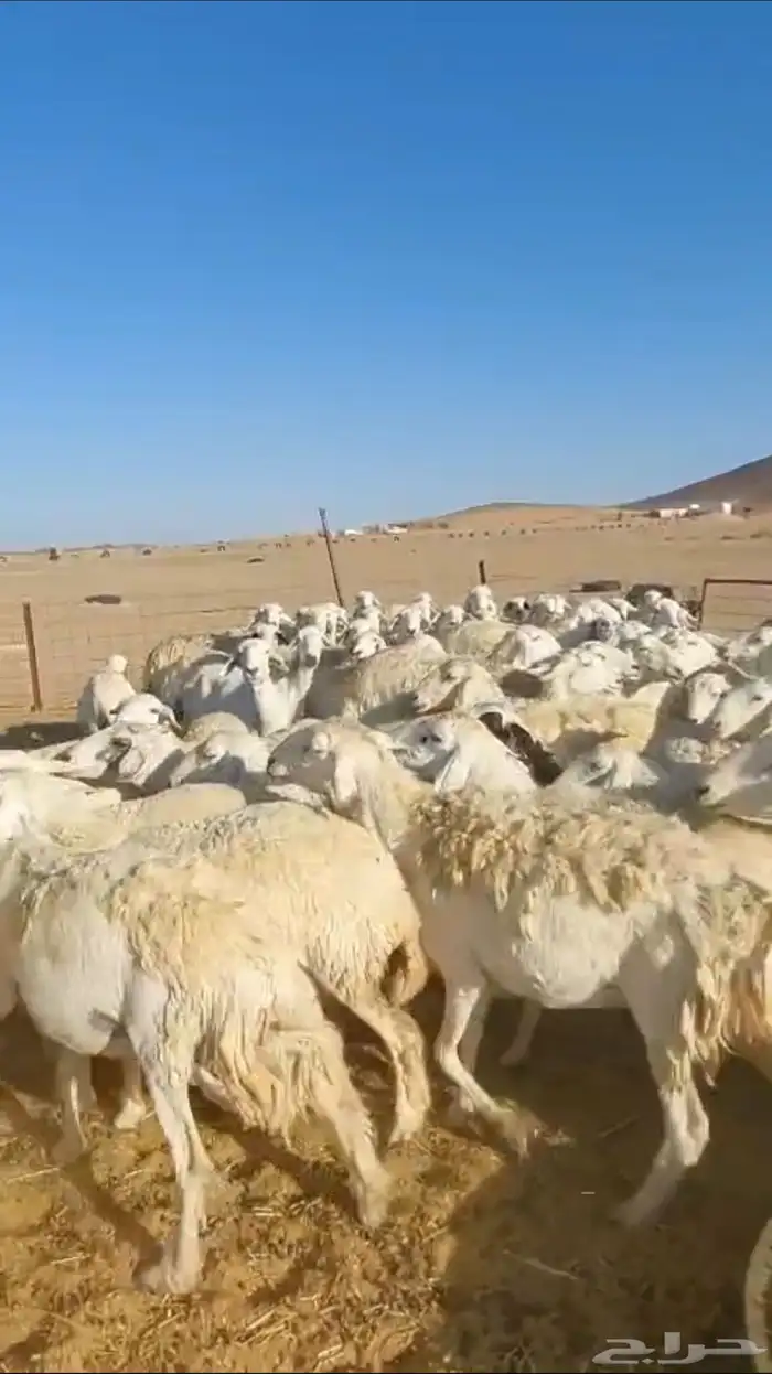 غنم حريات حرش دفيع للبيع 2