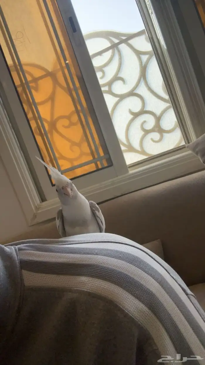 كروان هولندي 2