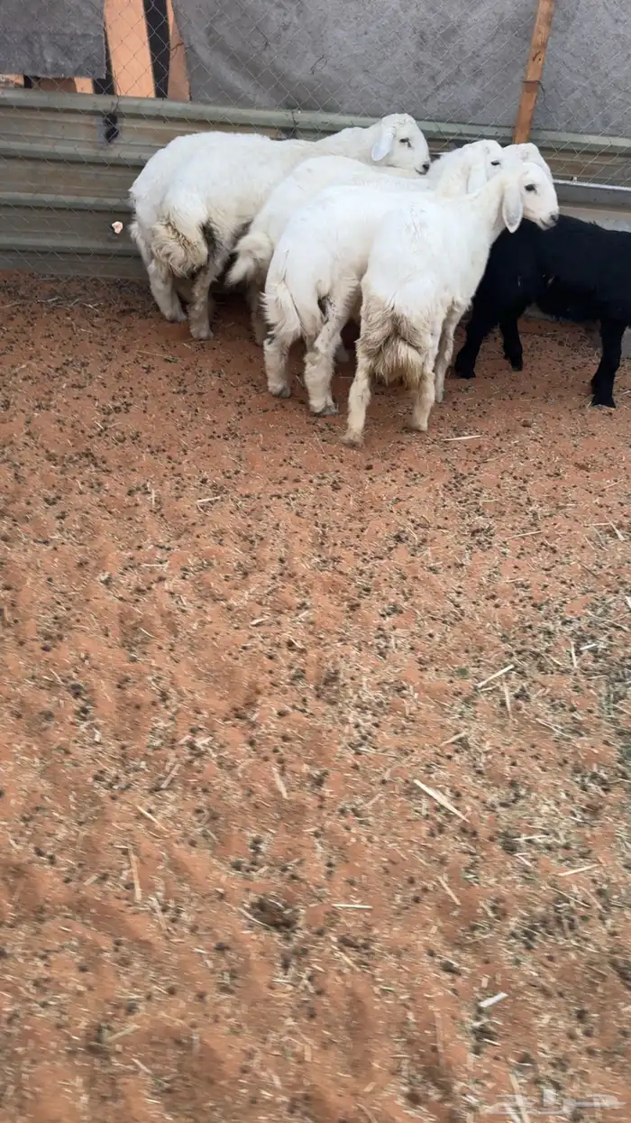 6 طليان حريه جبره 6