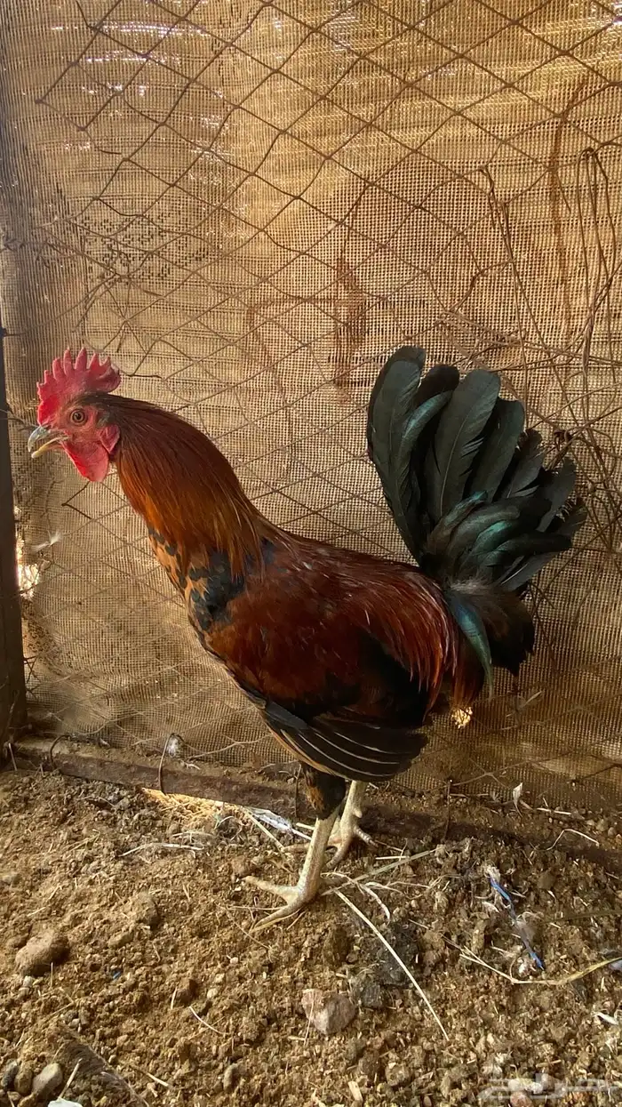 ديوك للبيع فيها ال ( تاج ) 3