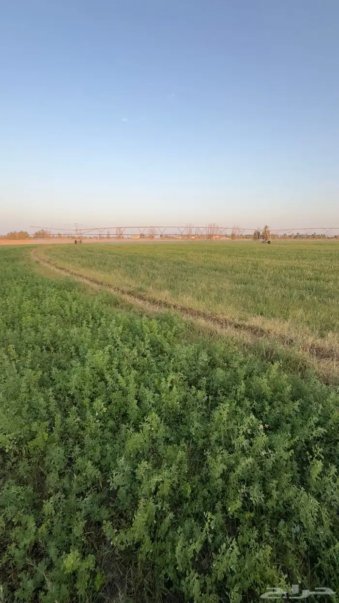 ايجار رشاش شهر برسيم 5