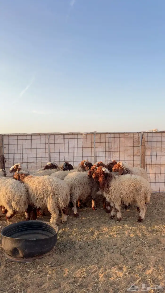 خرفان نعيم العدد 11 ( بريدة) 2