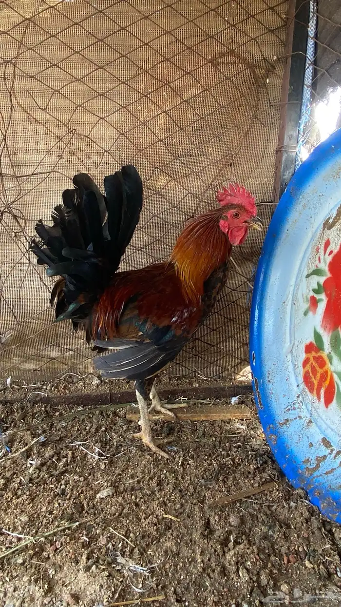 ديوك للبيع فيها ال ( تاج ) 5