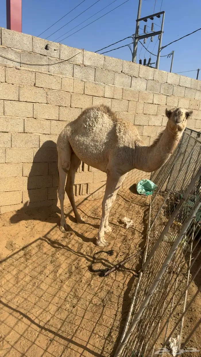 مفروده طيبه للبيع 0