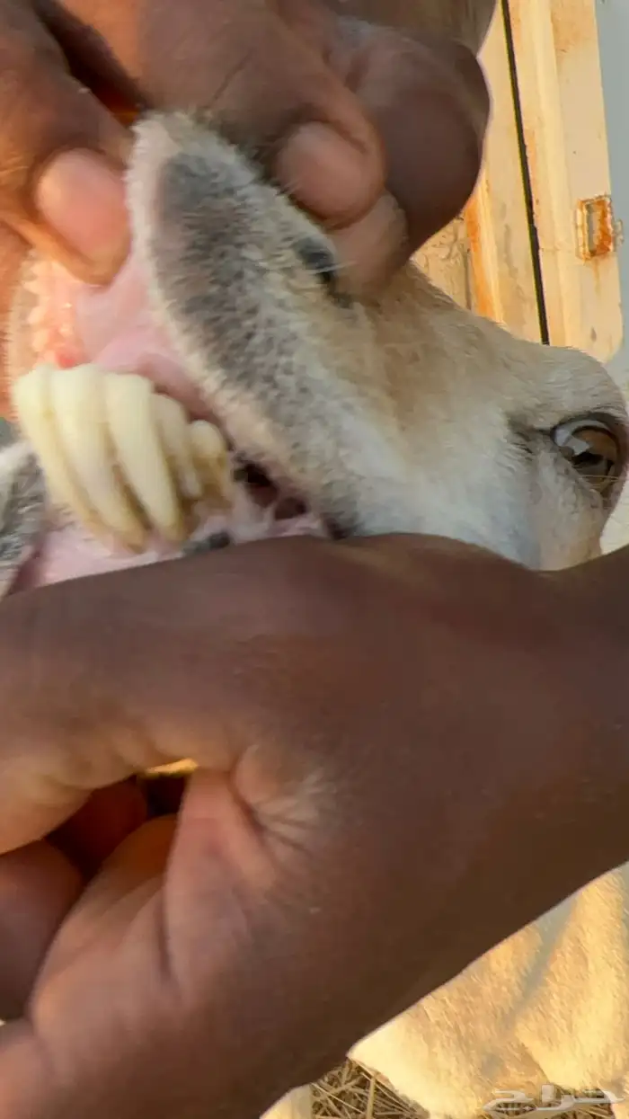 نعجة رفيدية تحتها طلي 10