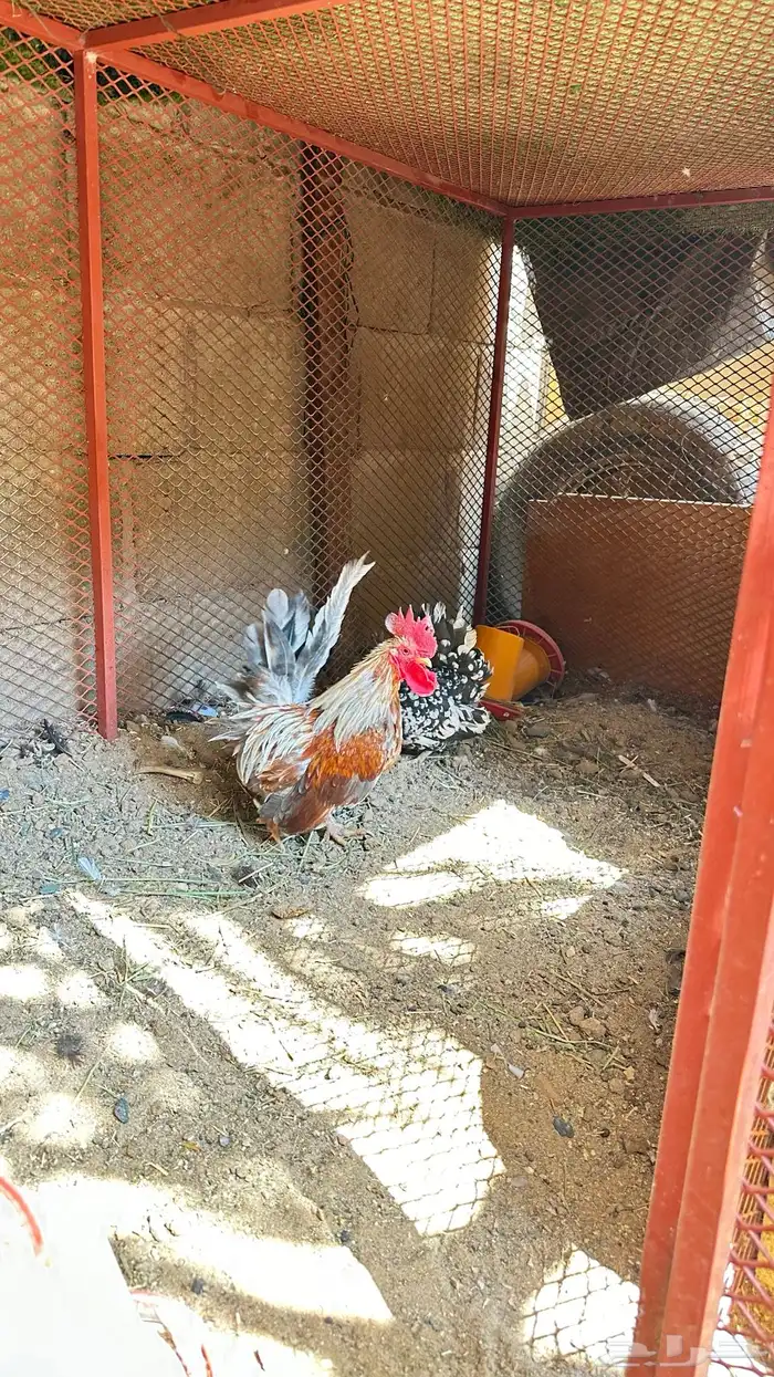 دجاج جبنيز قزم زحفف 1