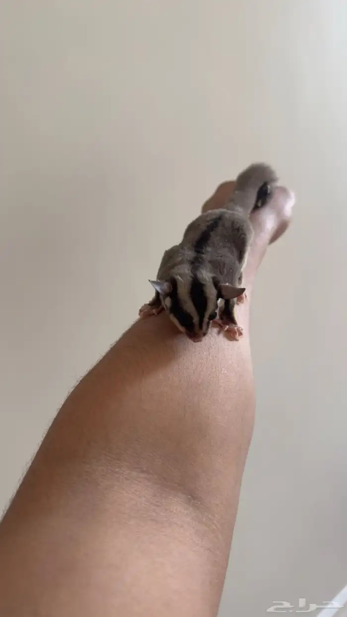 زوج شوقر قلايدر 11 شهر 3