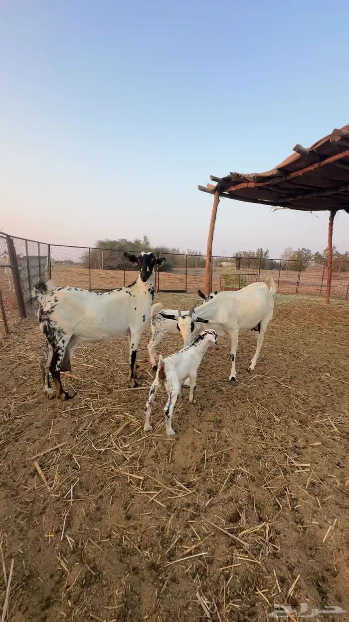 ماعز بيشية خلفات 0