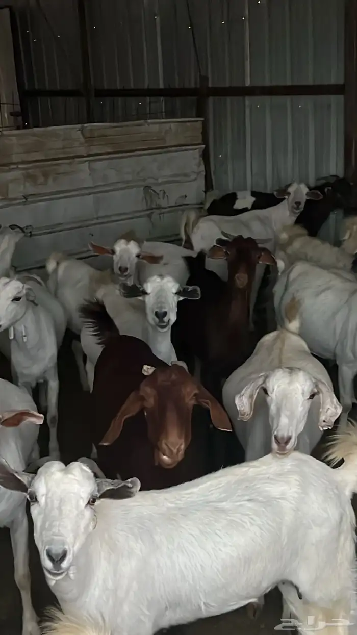 غنم حريات على الشرط 5