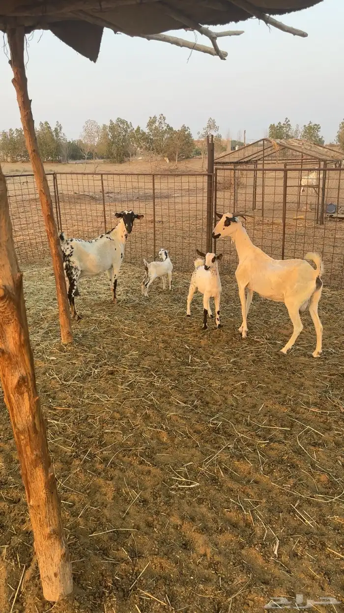 ماعز بيشية خلفات 2