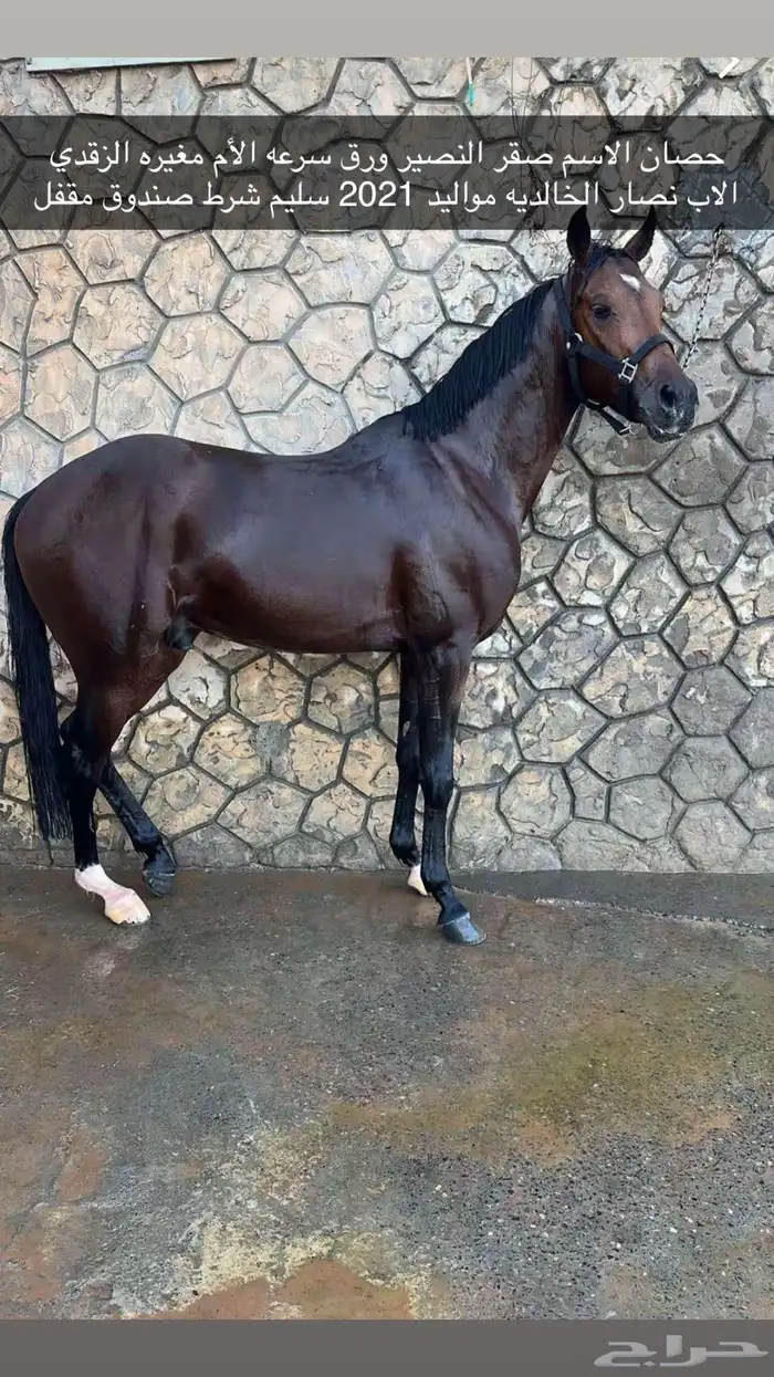 حصان ورق سرعه 2