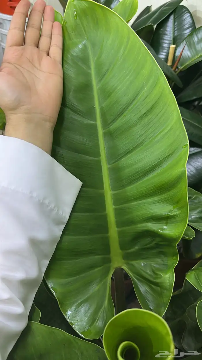 نبتة فيلودندرون امبريال 0