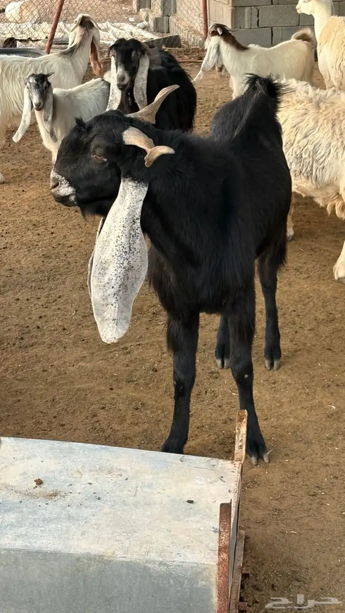 للبيع تيس معرف 1