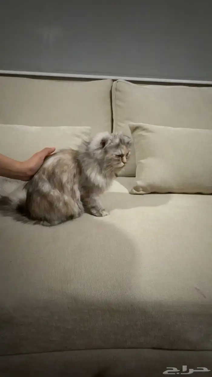 بسه شيرازيه للتبني مع كامل اغراضها 0