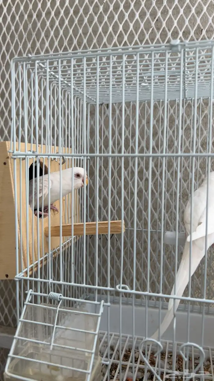 ازواج بادجي منتجة ( تم البيع ) 3