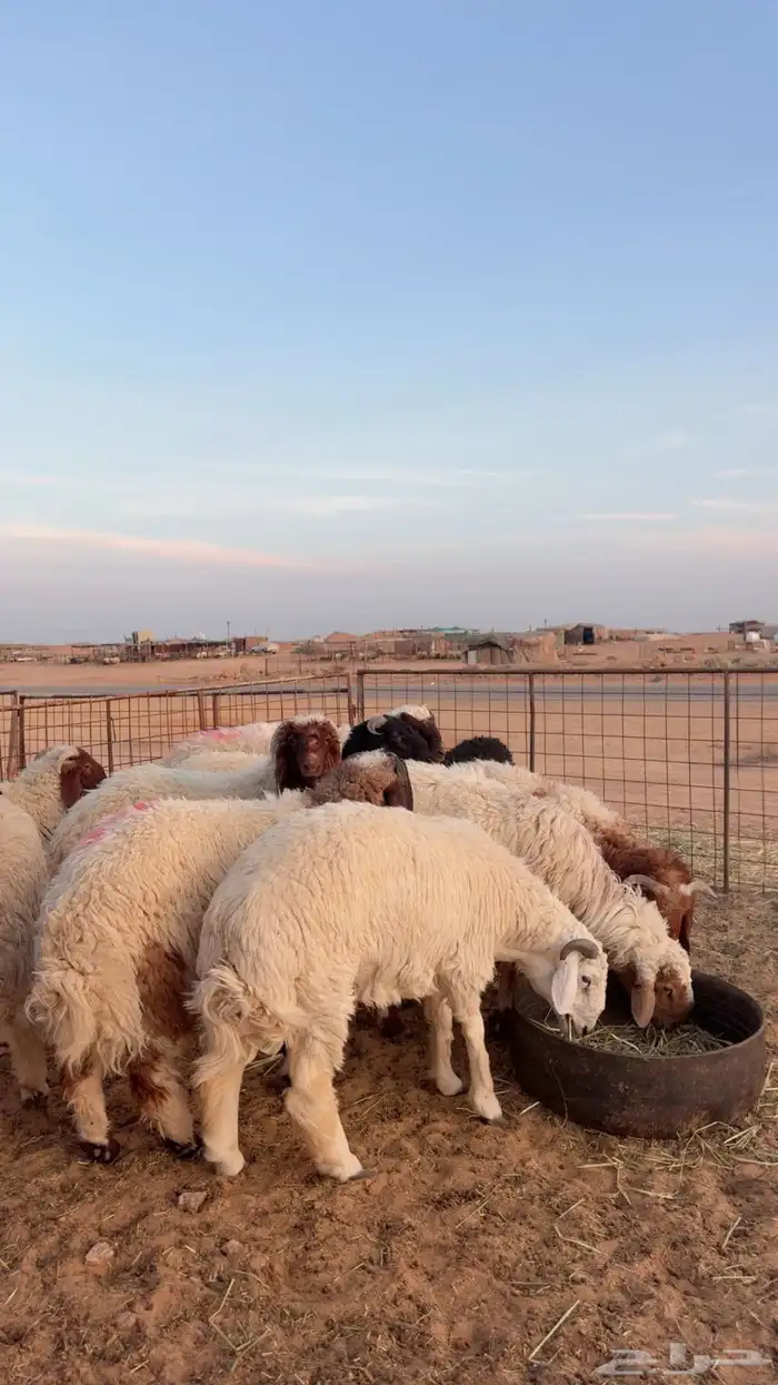 ذبايح نعيم وحري ونجد يوجد تمارا وتابي ( بريدة) 2