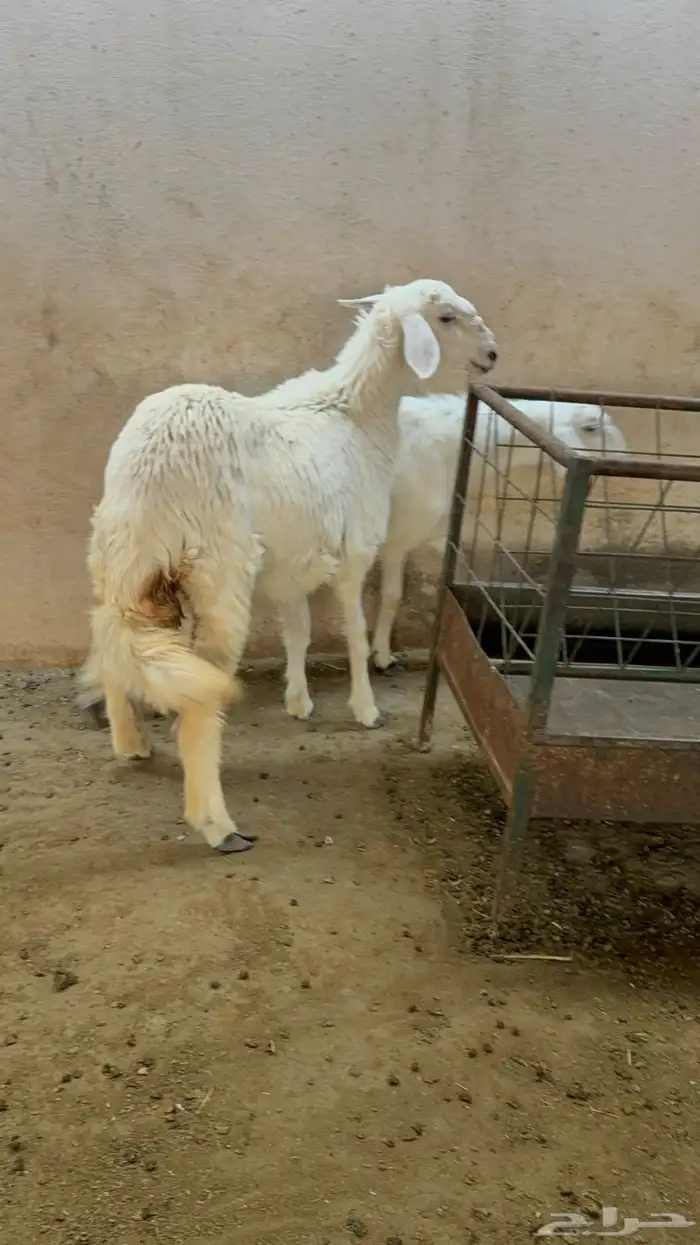 2 رخال حري عمارها فوق 6 اشهر 0