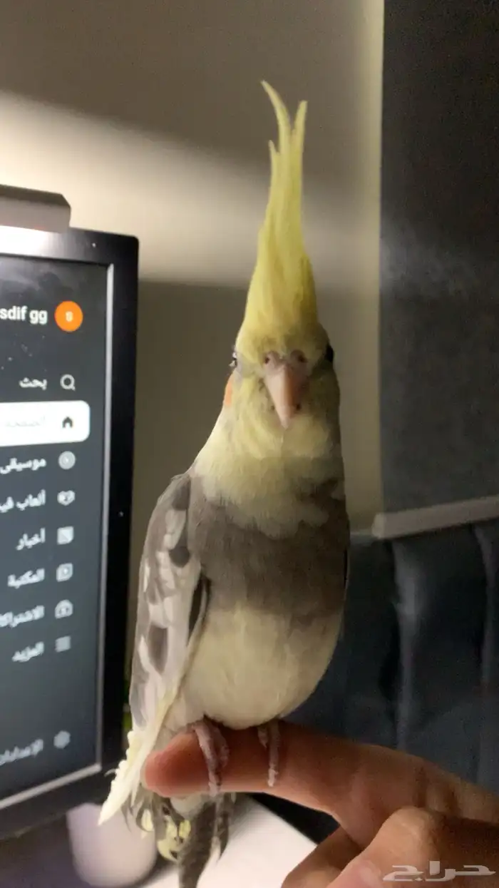 ببغاء كروان 1