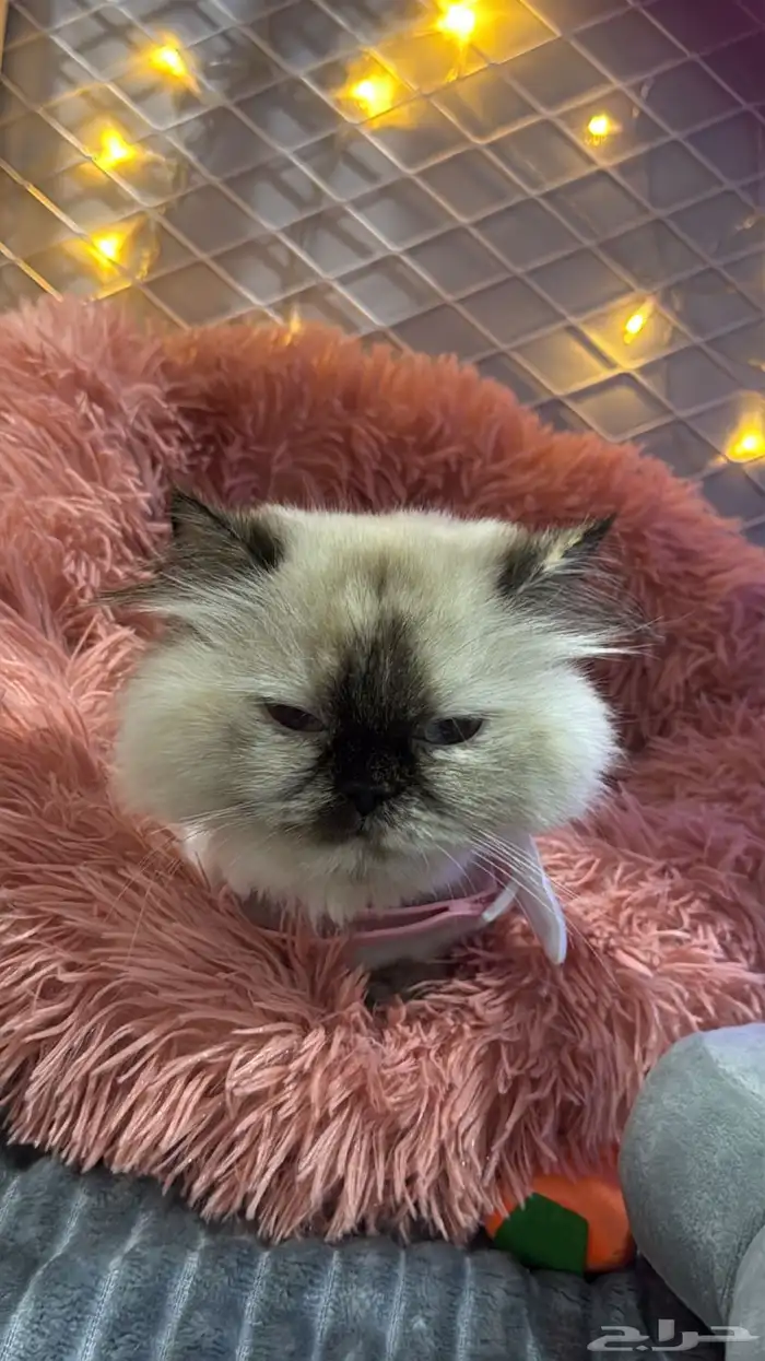 قطه للتبني 0