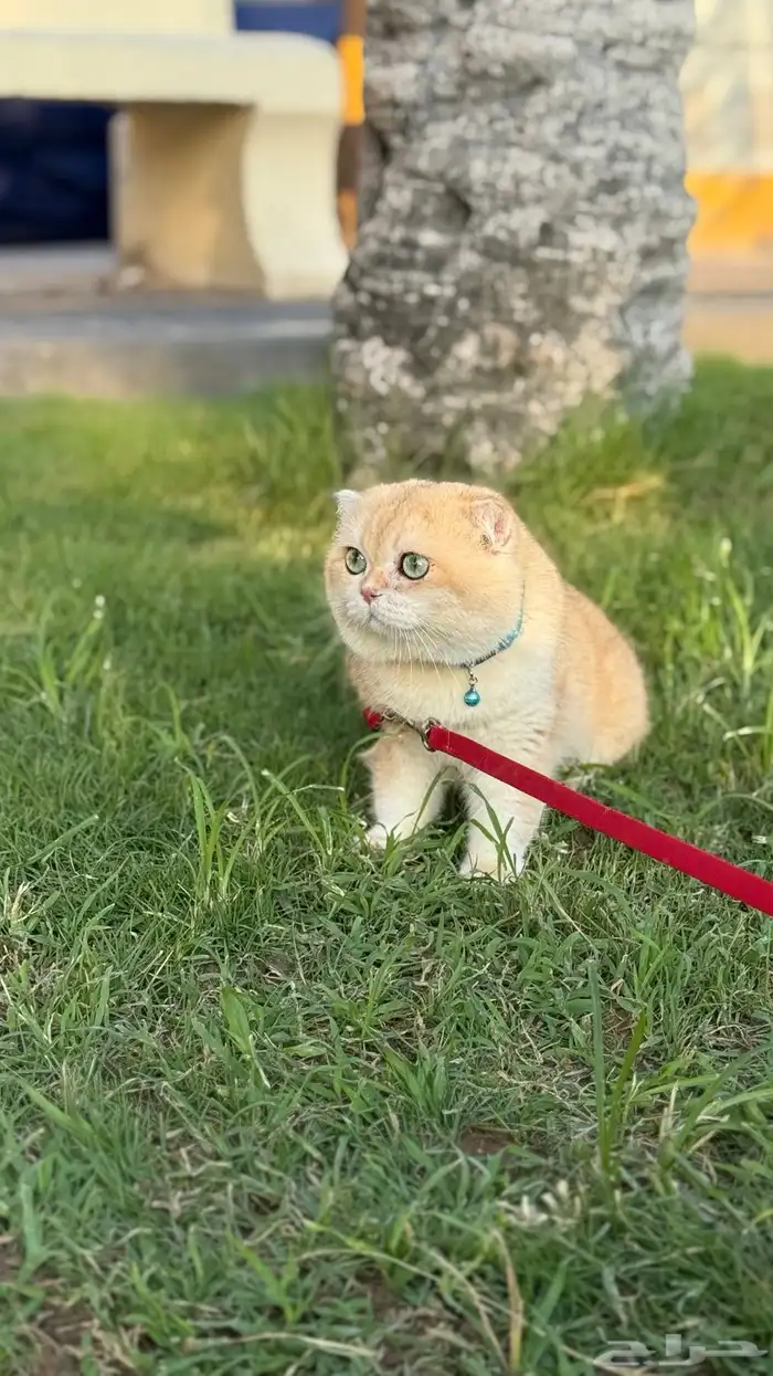 قط تربل فولد للتزاوج 1