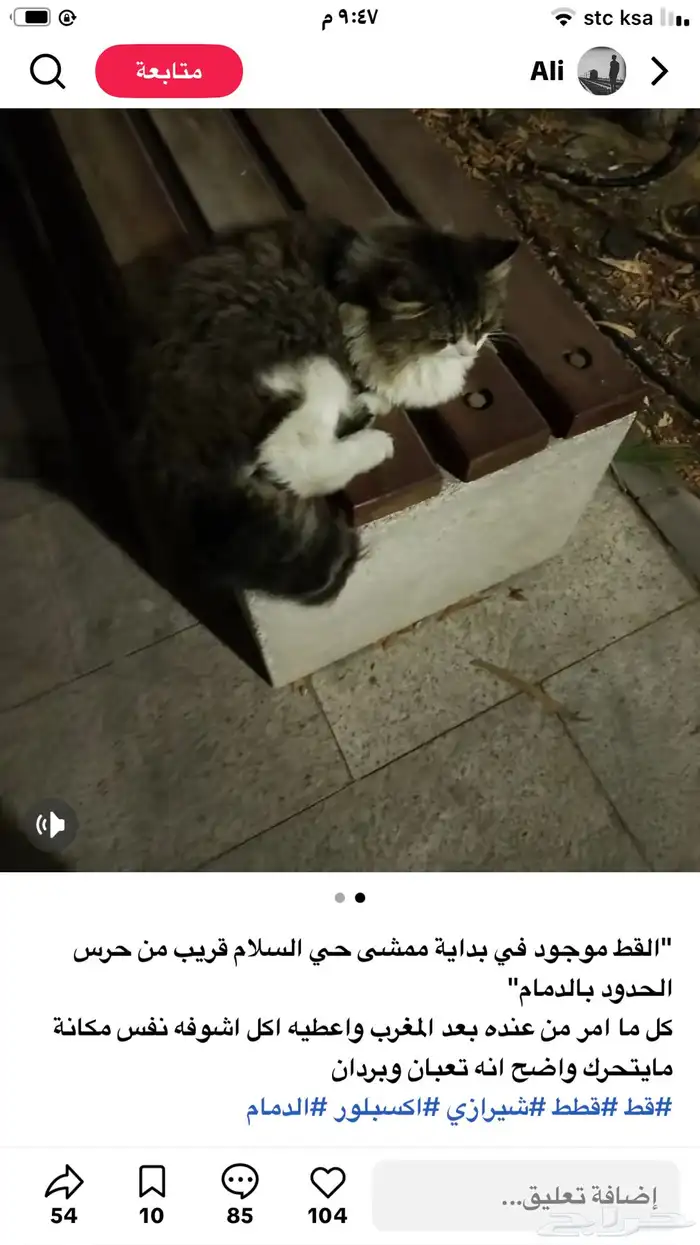 قط يحتاج انقاذ محطه الارقام علا الصور 2