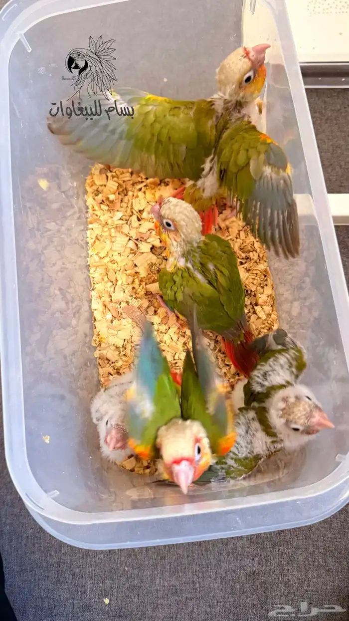 فروخ الكنيور اناناس دبل رد فاكتور وصلت الحق الحق الحق 2