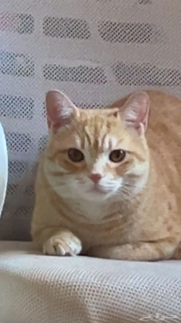 اعلان عن قط مفقود ضائع في حي الفيحاء (يوجد مكافئه لمن يجده) 0