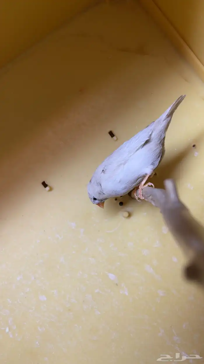 ايمو شاركول 2