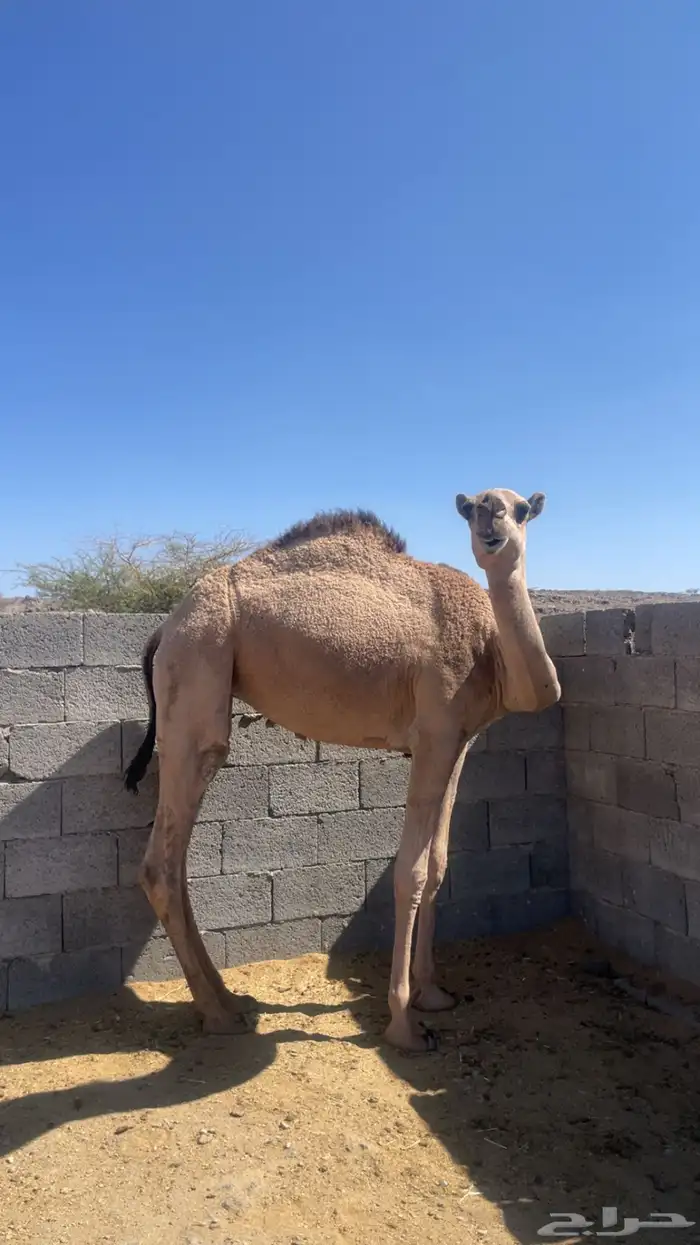 بكره برية للبيع 4