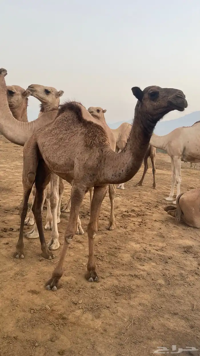 قعدان البيع 2