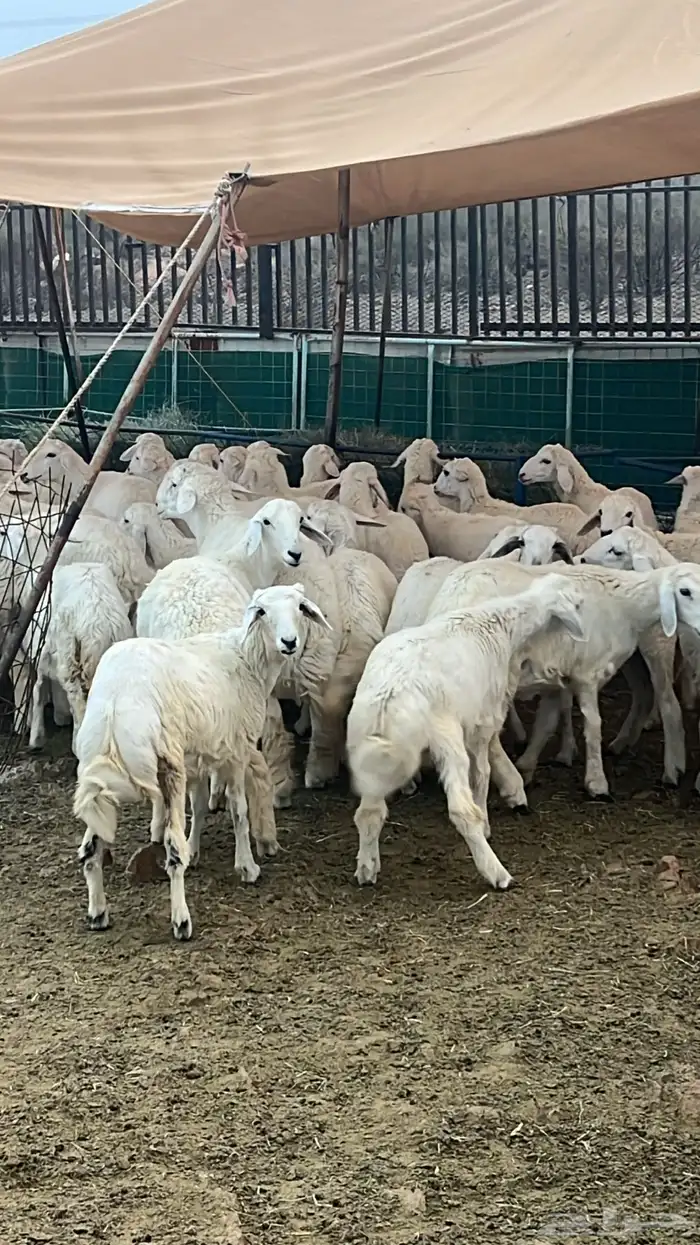 غنم حريات على الشرط 1