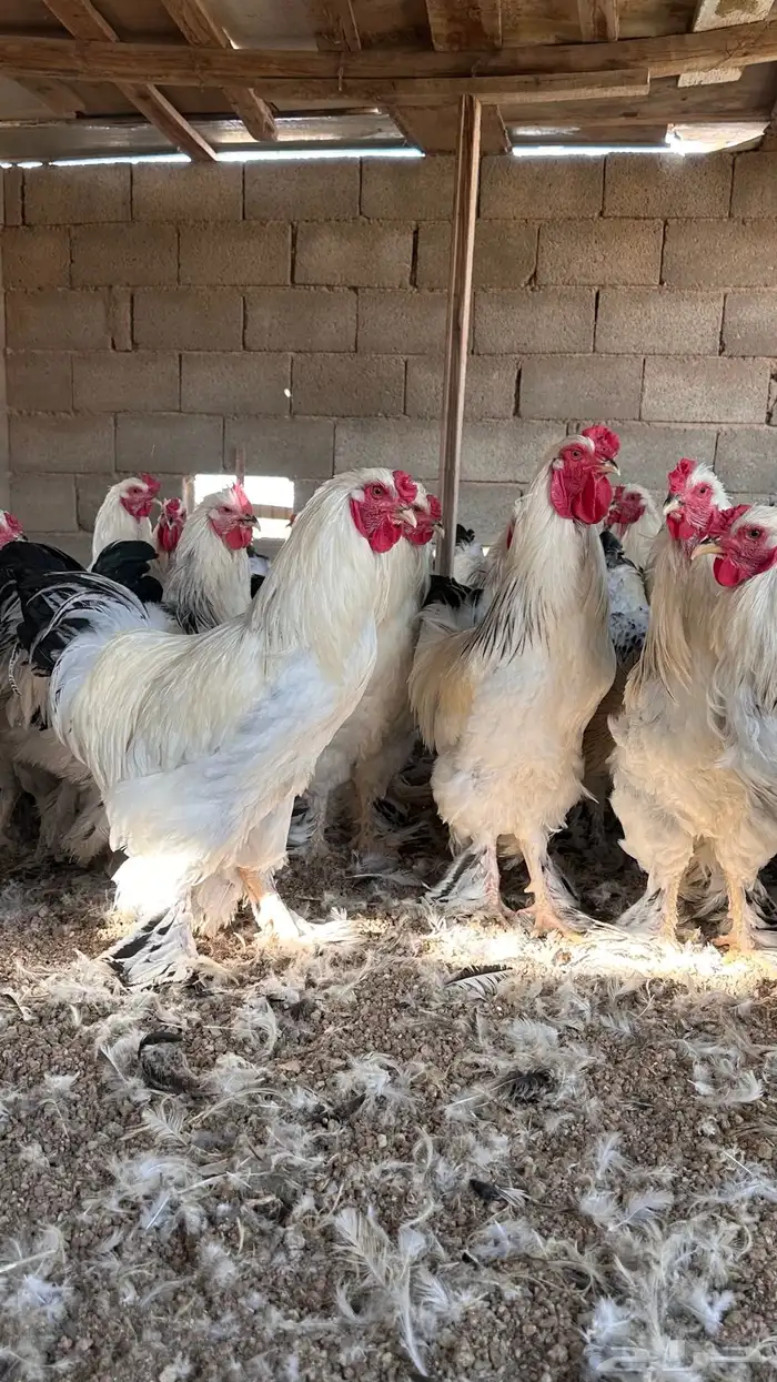 للبيع ديوك براهما كولمبي 2