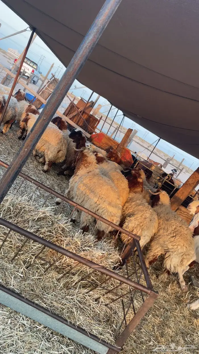 ذبايح نعيم طيبه للبيع تفريد او جمله 2