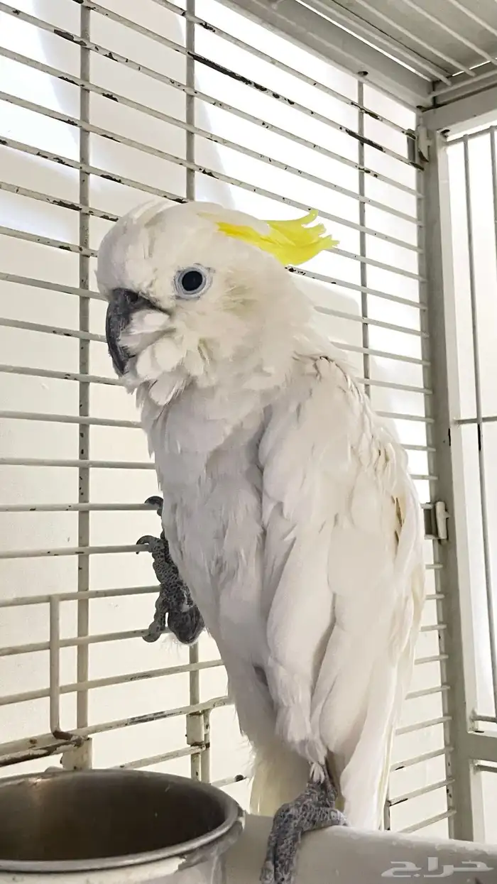 كوكاتو كرست 0