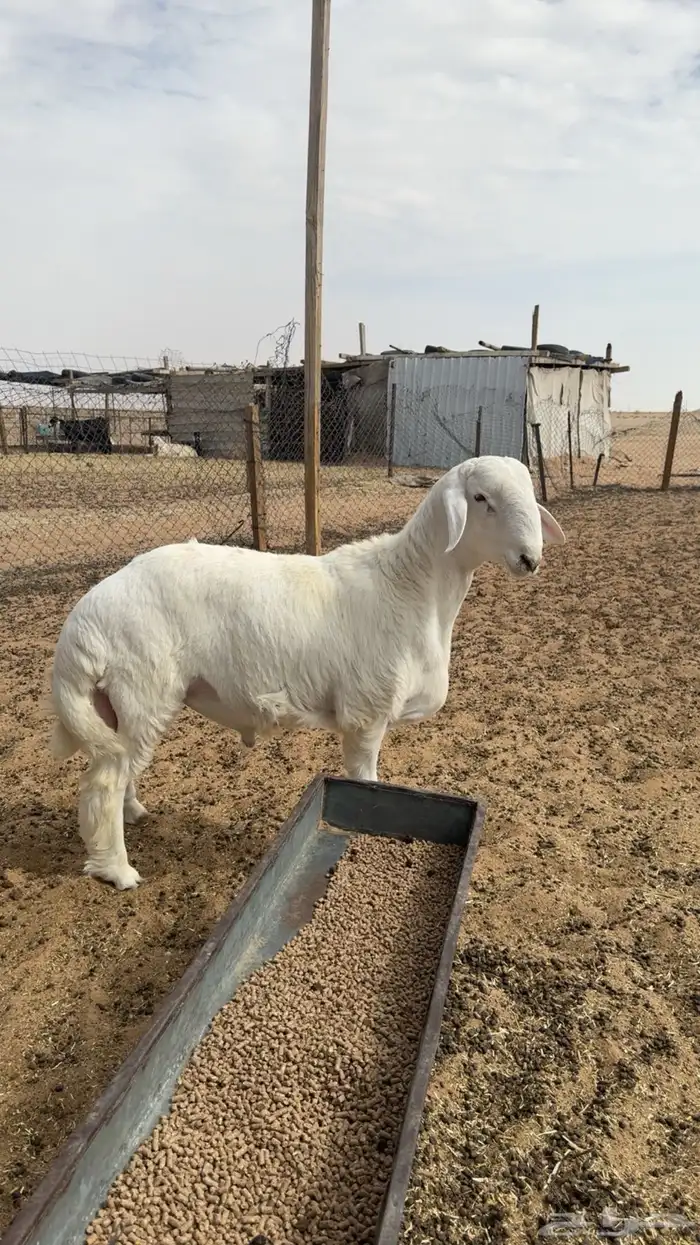 طلي مشروع فحل 0