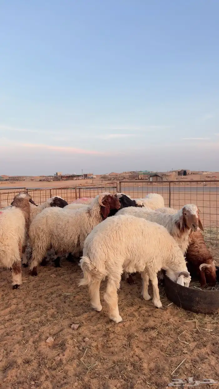 ذبايح نعيم وحري ونجد يوجد تمارا وتابي ( بريدة) 1